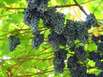 Wein, edle Tropfen aus Österreich Wein, edle Tropfen aus Österreich