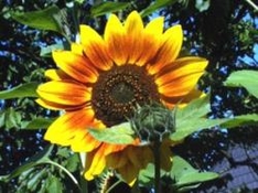 Sommerurlaub Österreich Sommerurlaub Österreich
