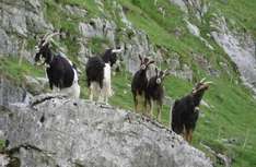 Nationalpark Nockberge in Österreich