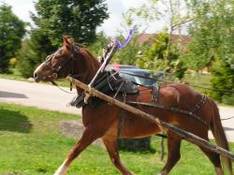 Reiten Schilcher Weinstraße