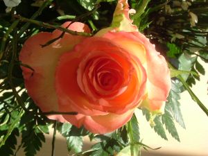 Pink Ribbon Gala im Casino Innsbruck